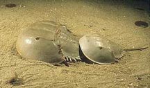 Horseshoe Crabs mating