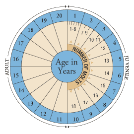 Number of Molts at Different Ages