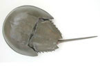 horseshoe crab model