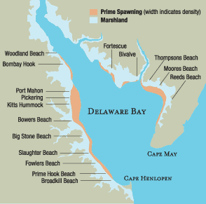 Map of Spawning Densities in Delaware Bay