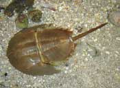 Horshoe Crab